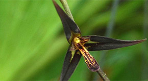 Kraenzlinella anfracta orchid