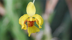 Lockhartia lunifera orchid