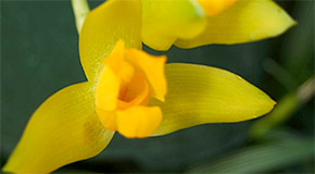 Lycaste aromatica orchid
