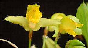 Lycaste consobrina orchid