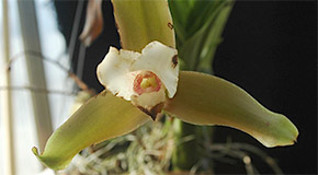 Lycaste macrophylla orchid