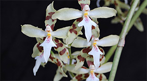 Ornithophora radicans orchid