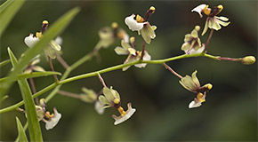 Ornithophora radicans orchid