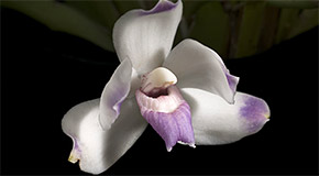 Pescatoria wallisii orchid