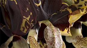 Stanhopea tigrina var. nigroviolacea orchid