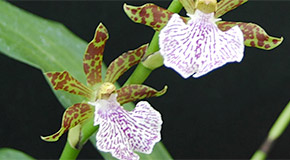 Zygopetalum maculatum orchid