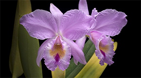 Cattleya labiata var. suave orchid