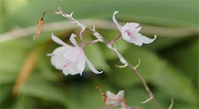 Barkeria palmeri orchid