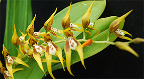 Brassia warszewiczii orchid