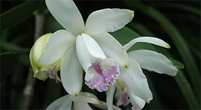 Cattleya intermedia orchid