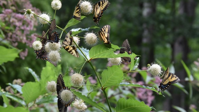 Gardens, Jazz up your Landscape, Let's Talk Gardens, Speaker, Steve Dubik, February 9, 2023