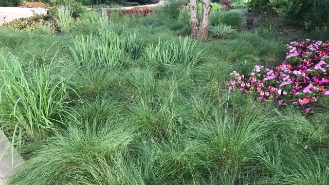 Native Grasses; Carex pennsylvanica