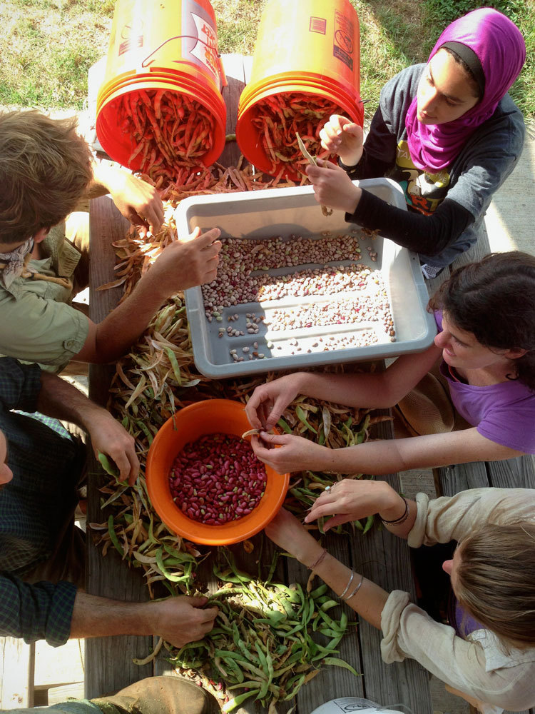 Overhead shot of many hands removing pink beans from pods