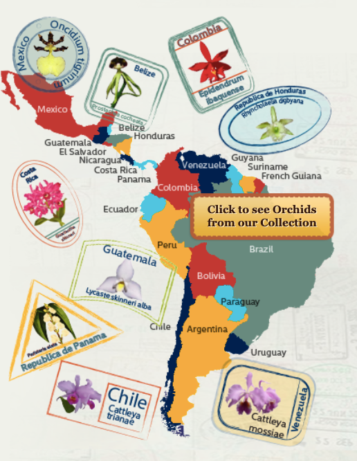 Map of Latin America with images of orchids stamped on it