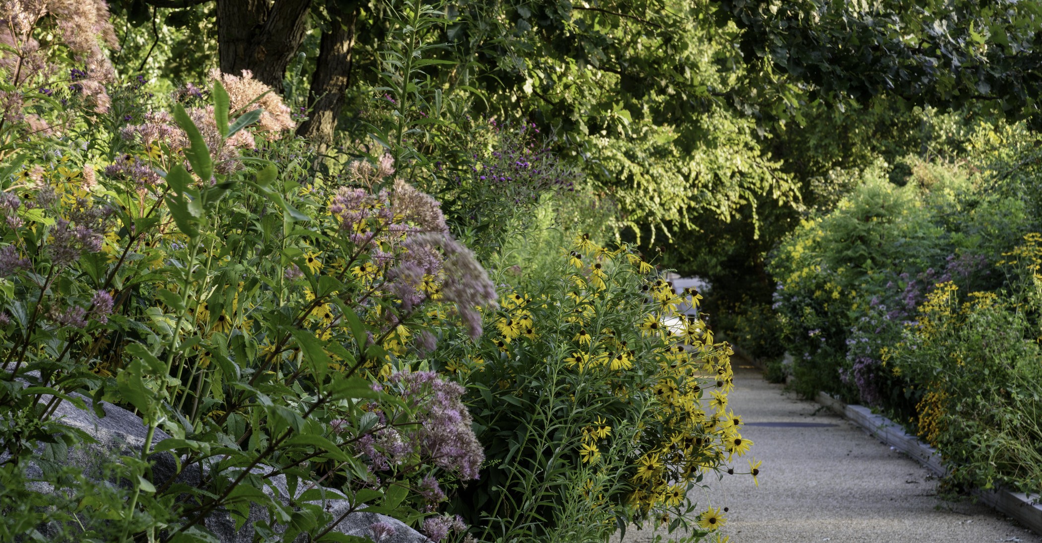 View from a garden path surrounded by plants in the Pollinator Garden at the National Museum of Natural History