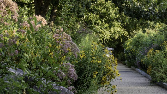 View from a garden path surrounded by plants in the Pollinator Garden at the National Museum of Natural History