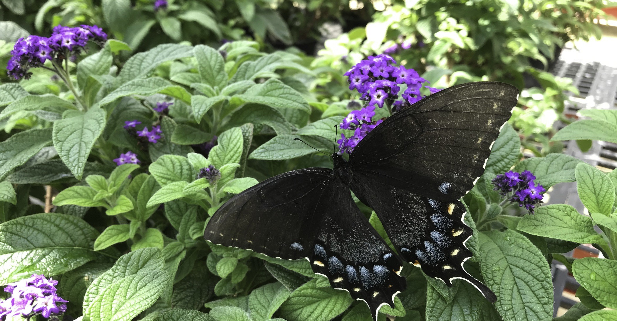 Tiger Swallowtail (Female Black Morph) in Butterfly Pavilion Greenhouse in Suitland, MD