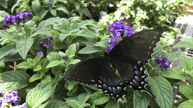 Tiger Swallowtail (Female Black Morph) in Butterfly Pavilion Greenhouse in Suitland, MD