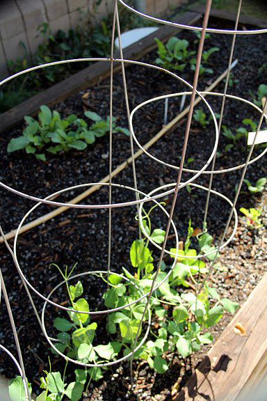 Pea plants in trellises
