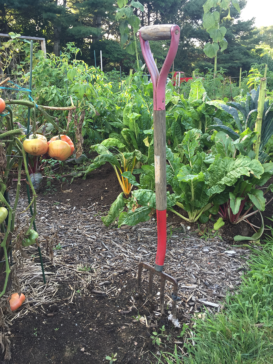 Pitchfork in dirt surrounded by tomato plants and greens