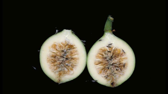 Figs and fig wasps