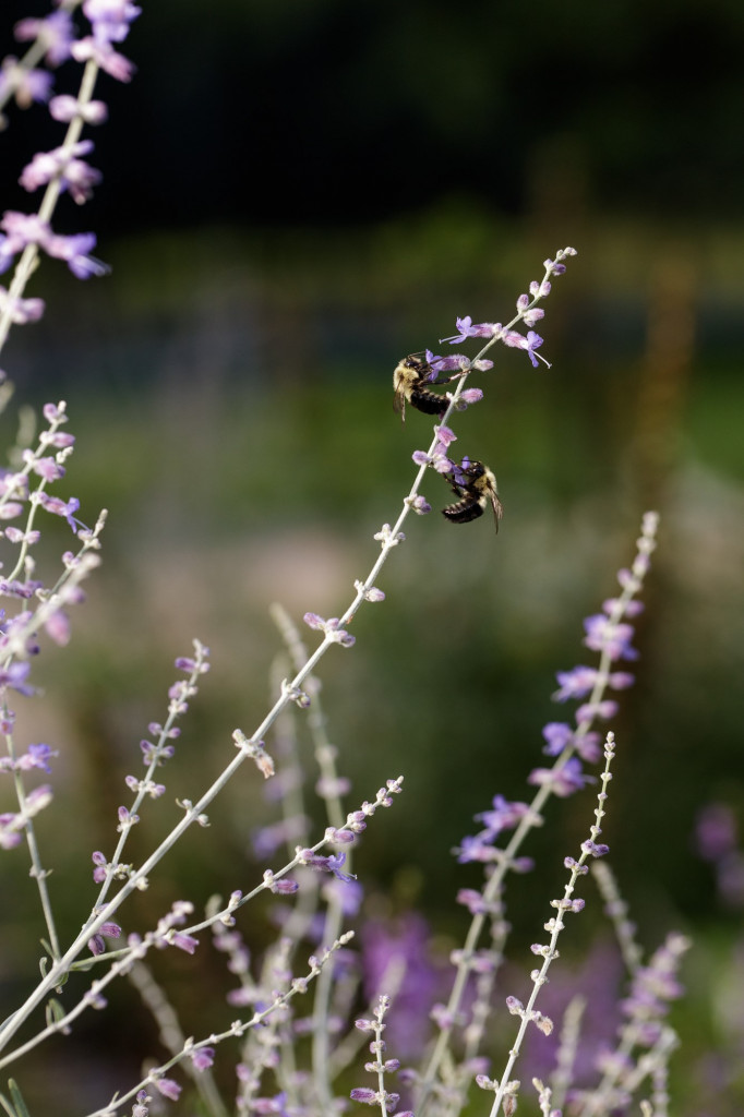 Bee on Perovskia at the National Museum of African American History and Culture