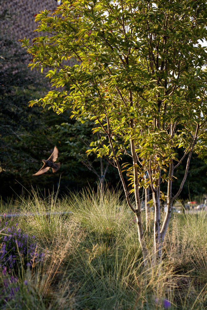 Reading Grove with bird at the National Museum of African American History and Culture.