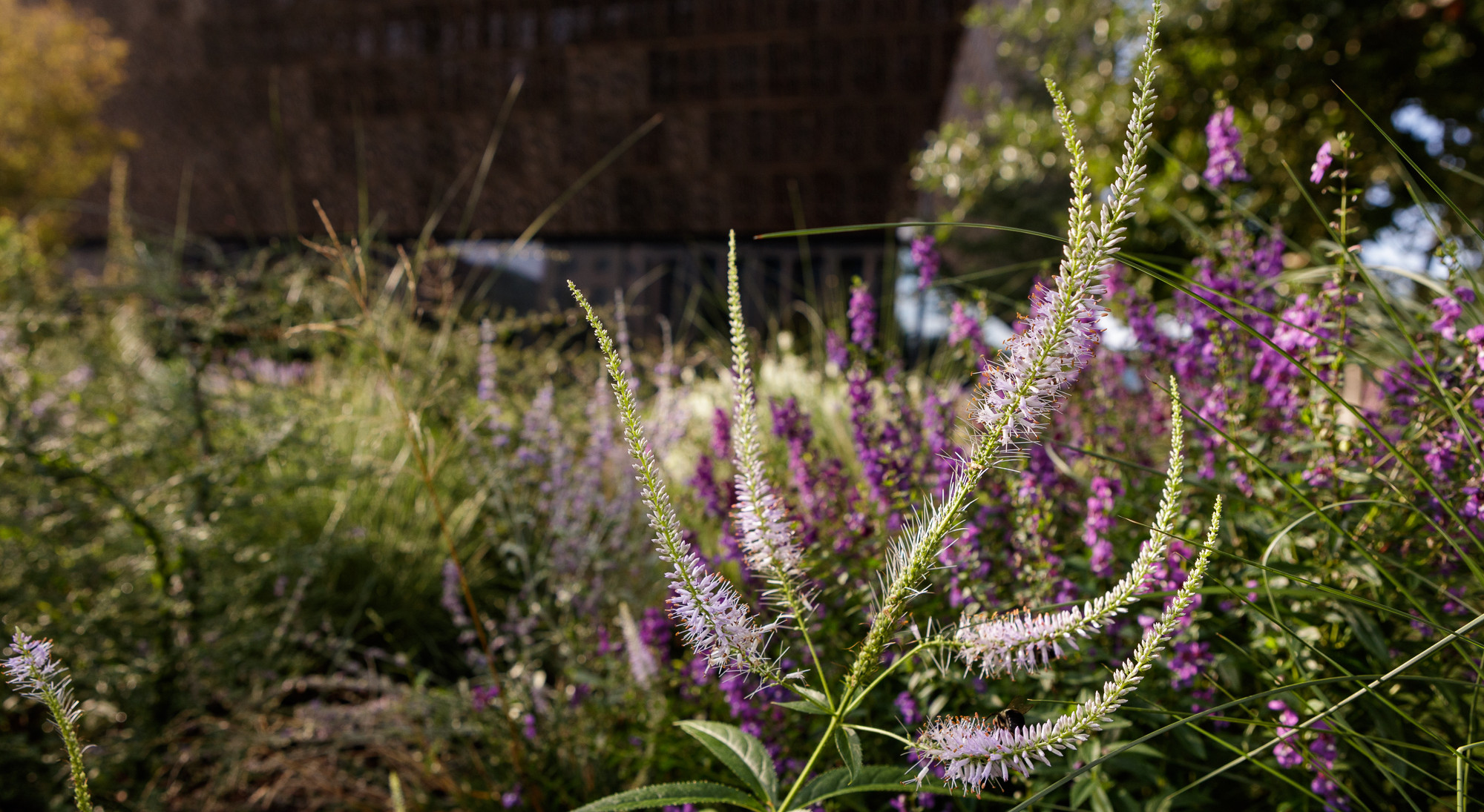 Veronicastrum at the National Museum of African American History and Culture