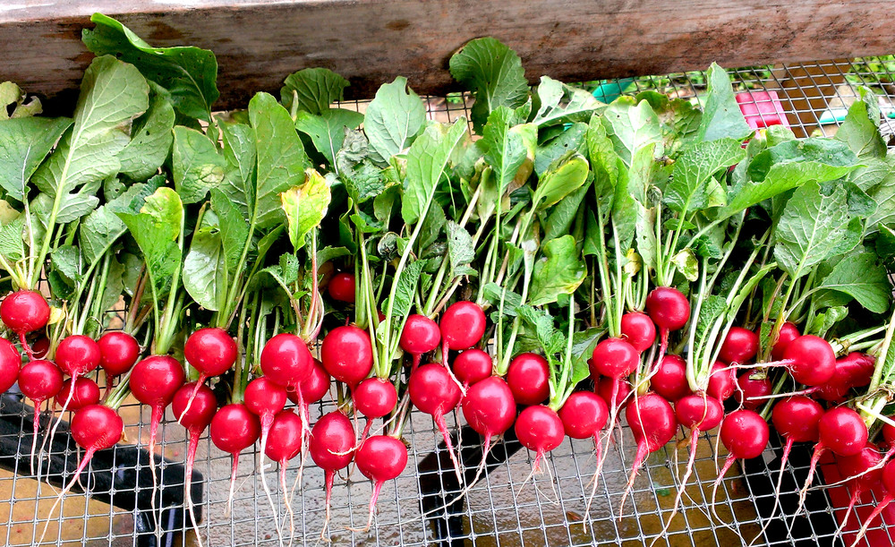 Radishes with greens arranged in a line on a mesh screen