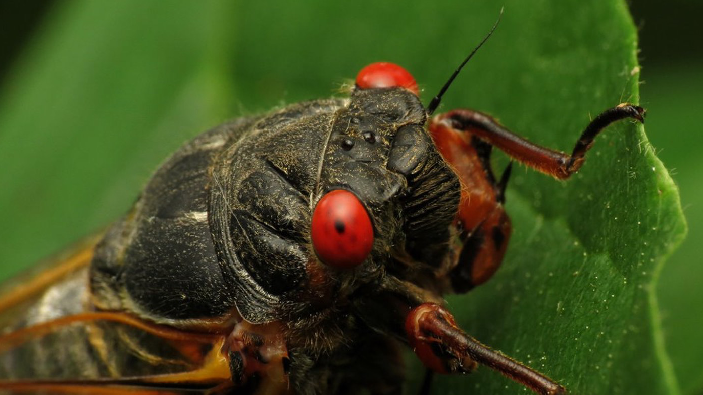 Closeup of cicada on a leaf