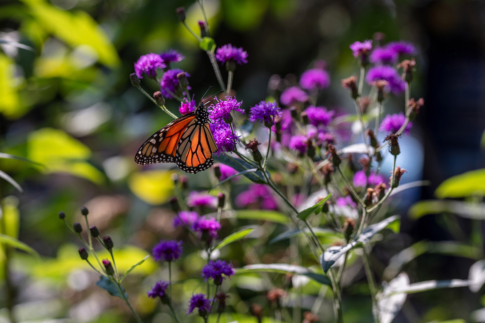 monarch butterfly