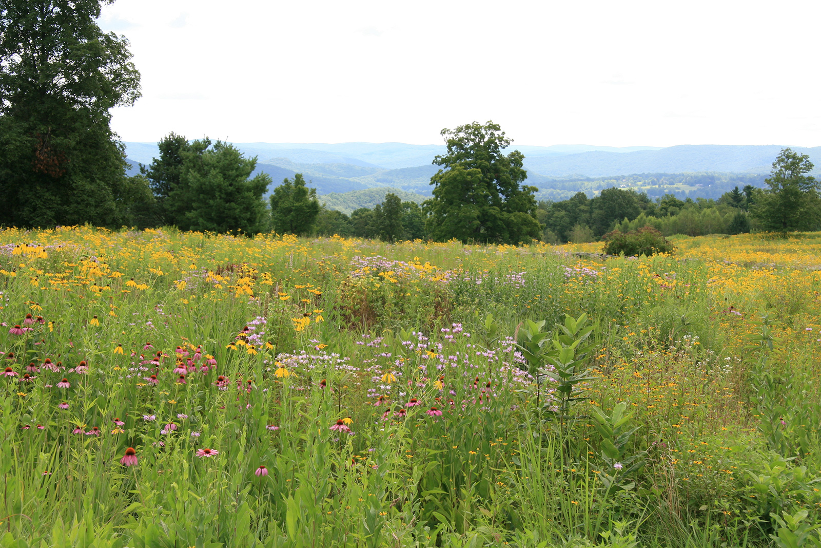 wildflower meadow