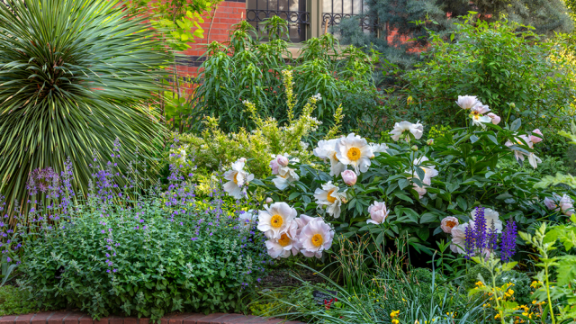 Lush garden plantings