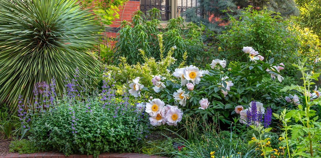 Lush garden plantings