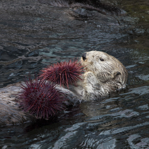 sea otter