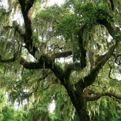 Spanish moss