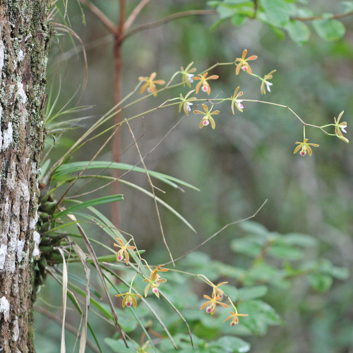 Florida butterfly orchid 