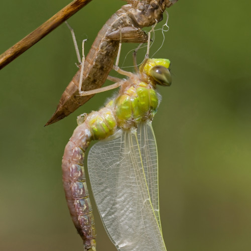 dragonfly