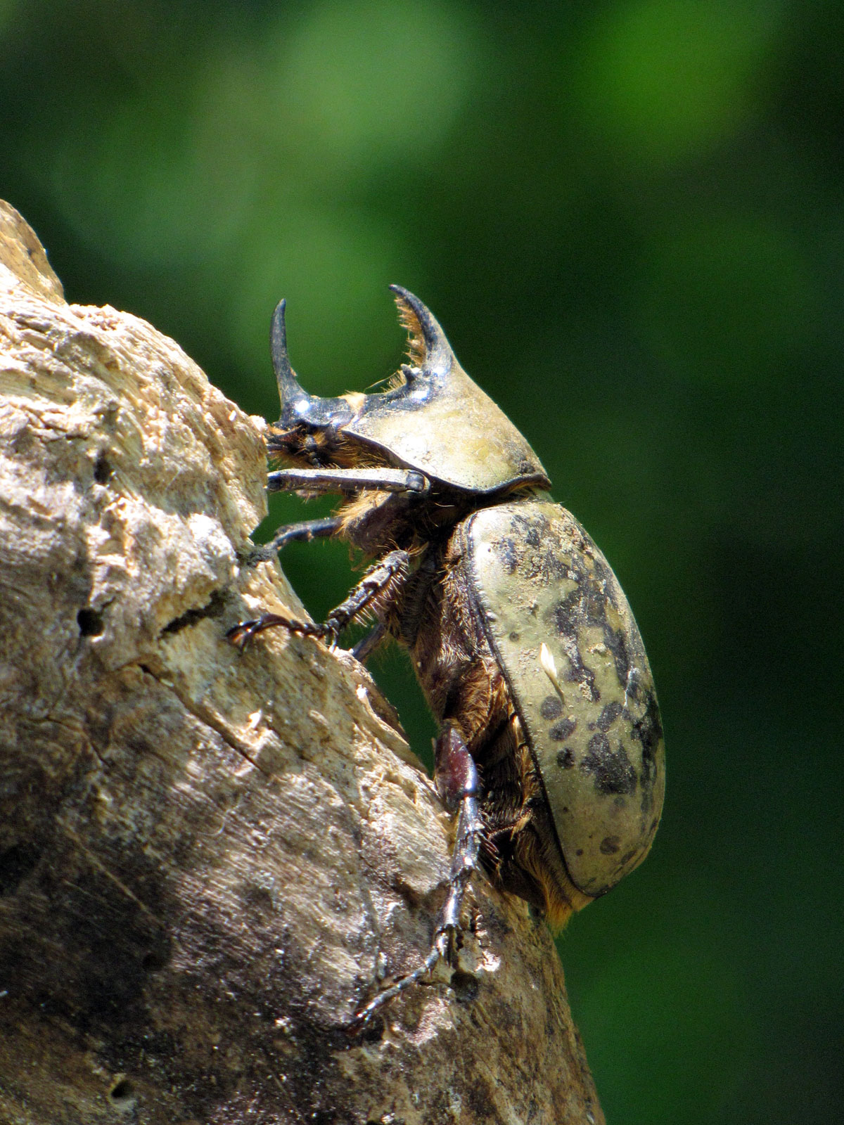 Bug B&B - Smithsonian Gardens