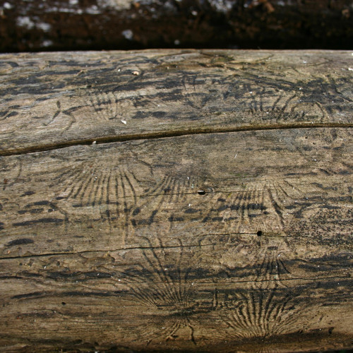 beetle tunnels open bark