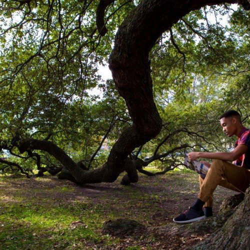 “The Emancipation Oak” on the campus of Hampton University