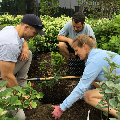 Live Oak planting