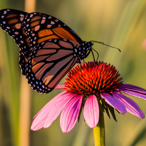 monarch butterfly