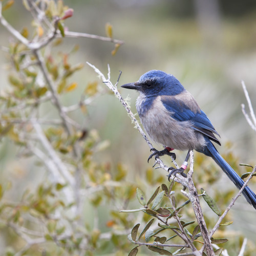 florida scrub jay