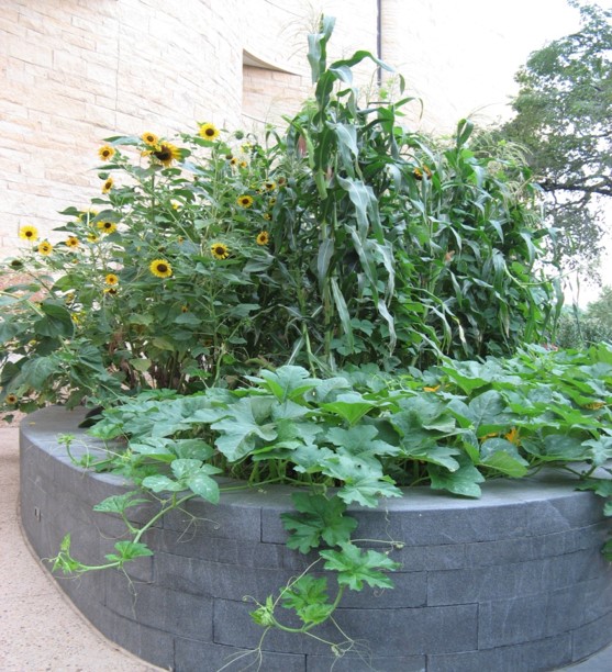 Three Sisters Garden at the Native Landscape at the National Museum of the American Indian