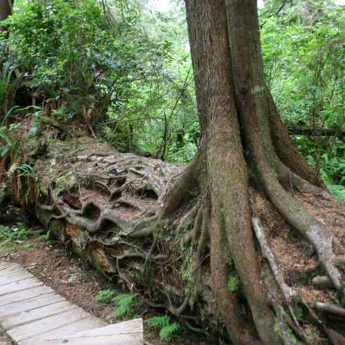 nurse log