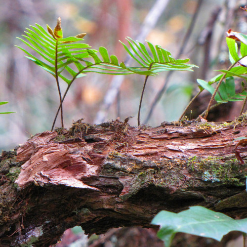 Resurrection ferns