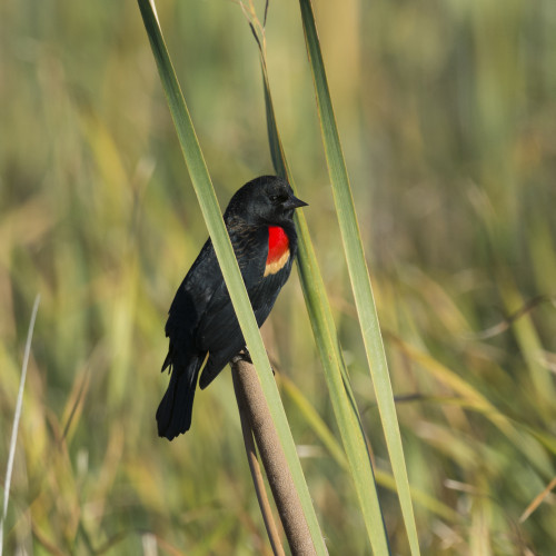 red winged black bird