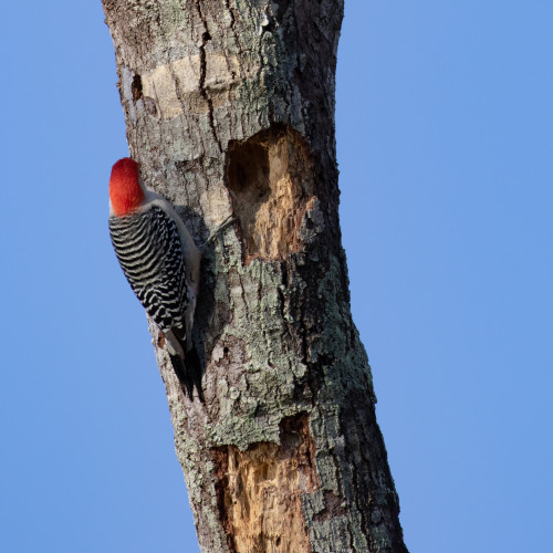 Woodpecker