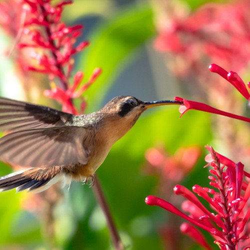 Little Hermit Hummingbird feeding on flowers